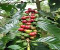 images/galeri/hijau/IMG-20251022-WA0049.jpg