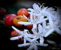 images/galeri/hijau/IMG-20251022-WA0051.jpg